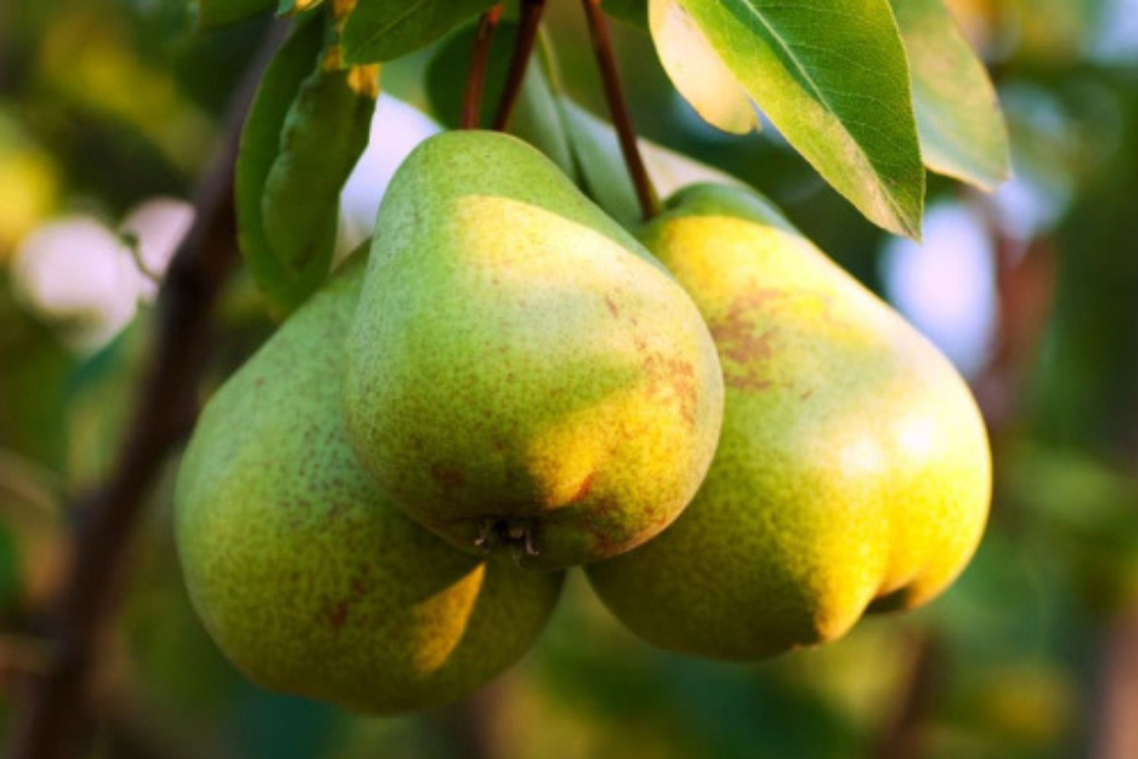 Packham Pears Plants